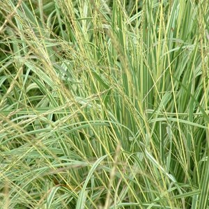 Molinie panachée  - molinia caerulea 'variegata'  - godet 9x9 cm