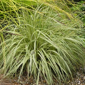 6 x molinie panachée  - molinia caerulea 'variegata'  - godet 9x9 cm