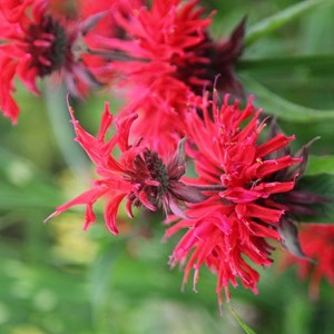 Monarde  - monarda 'gardenview scarlet'  - godet 9x9 cm