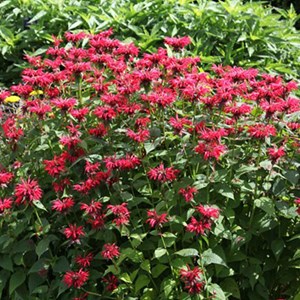 Monarde  - monarda 'gardenview scarlet'  - godet 9x9 cm