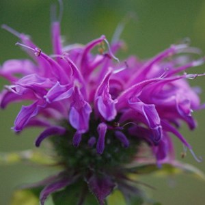 Monarde  - monarda 'prairienacht'  - godet 9x9 cm