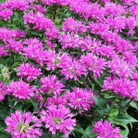 Monarde  - monarda 'petite delight'  - godet 9x9 cm