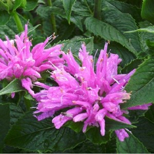 Monarde  - monarda 'petite delight'  - godet 9x9 cm
