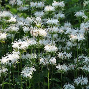 Monarde  - monarda 'schneewittchen'  - godet 9x9 cm