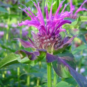 Monarde  - monarda 'scorpion'  - godet 9x9 cm