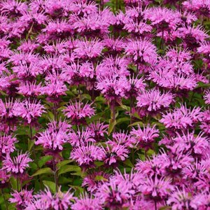 Monarde  - monarda 'twins'  - godet 9x9 cm