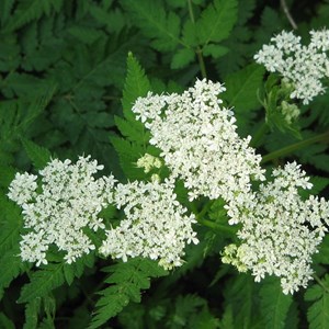 6 x cerfeuil musqué - myrrhis odorata  - godet 9x9 cm