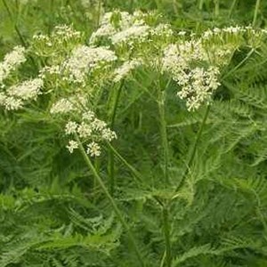 6 x cerfeuil musqué - myrrhis odorata  - godet 9x9 cm