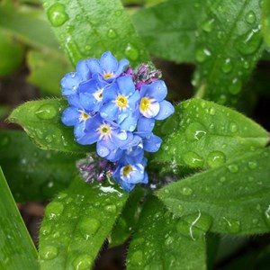 6 x myosotis des marais - myosotis palustris  - godet 9x9 cm