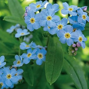 6 x myosotis des marais - myosotis palustris  - godet 9x9 cm