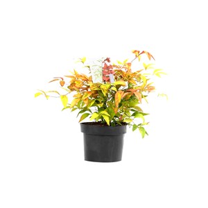 2 x bambou sacré  - nandina domestica 'firepower'  - 25-30 cm pot