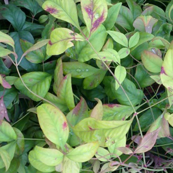 Arborix - 2 x bambou sacré  - nandina domestica 'firepower'  - 25-30 cm pot