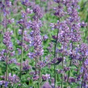 Herbe à chat  - nepeta faassenii 'six hills giant'  - godet 9x9 cm