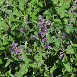 6 x herbe à chat - nepeta faassenii 'walker's low'  - godet 9x9 cm