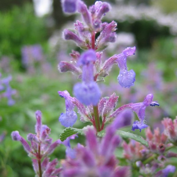 Arborix - 6 x chataire mussinii - nepeta mussinii  - godet 9x9 cm