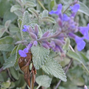 6 x chataire mussinii - nepeta mussinii  - godet 9x9 cm