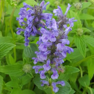 6 x chataire nervurée - nepeta nervosa  - godet 9x9 cm