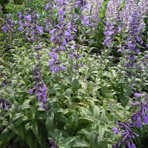 6 x chataire de sibérie - nepeta sibirica  - godet 9x9 cm