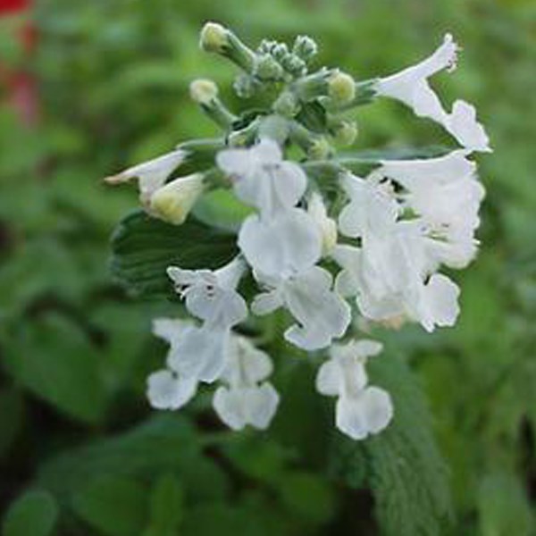 6 x herbe à chat - nepeta 'snowflake' - godet 9x9 cm