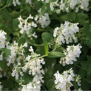 6 x herbe à chat - nepeta 'snowflake'  - godet 9x9 cm
