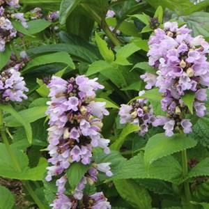 6 x chataire subsessile - nepeta subsessilis  - godet 9x9 cm