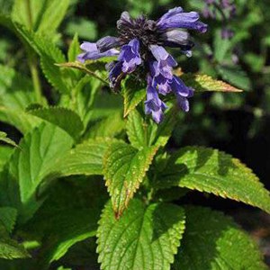 6 x chataire subsessile - nepeta subsessilis  - godet 9x9 cm