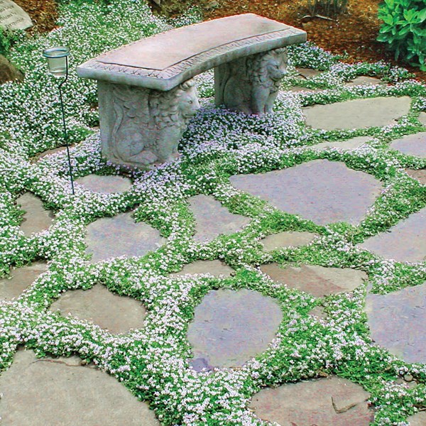 Arborix - 6 x nierembergia repens - godet 9x9 cm