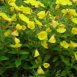 Œnothère  - oenothera fruticosa 'sonnenwende'  - godet 9x9 cm
