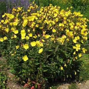 Œnothère  - oenothera fruticosa 'sonnenwende'  - godet 9x9 cm