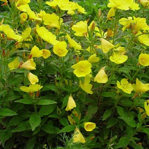 6 x œnothère  - oenothera fruticosa 'sonnenwende'  - godet 9x9 cm