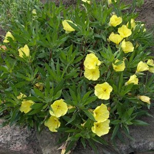 6 x œnothère à gros fruits - oenothera macrocarpa  - godet 9x9 cm