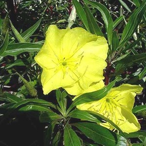 6 x œnothère à gros fruits - oenothera macrocarpa  - godet 9x9 cm