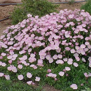 Œnothère  - oenothera speciosa 'siskiyou'  - godet 9x9 cm