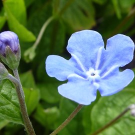 6 x petite bourrache - omphalodes verna  - godet 9x9 cm