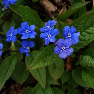 6 x petite bourrache - omphalodes verna  - godet 9x9 cm