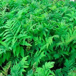 Onoclea sensibilis - godet 9x9 cm