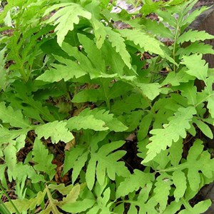 6 x onoclea sensibilis - godet 9x9 cm