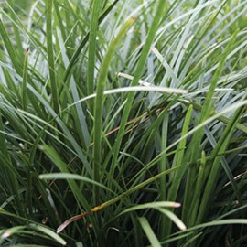 6 x muguet du japon - ophiopogon japonicus  - godet 9x9 cm