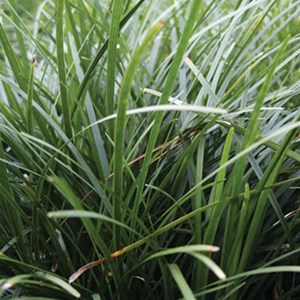 6 x muguet du japon - ophiopogon japonicus  - godet 9x9 cm