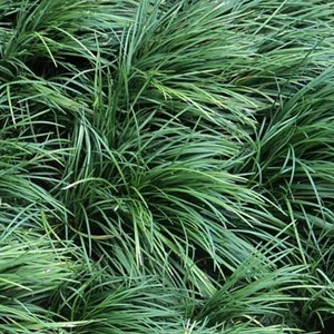 6 x muguet du japon - ophiopogon japonicus  - godet 9x9 cm