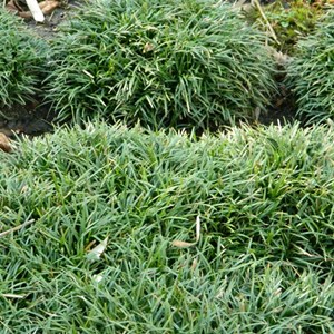 Muguet du japon  - ophiopogon japonicus 'minor'  - godet 9x9 cm