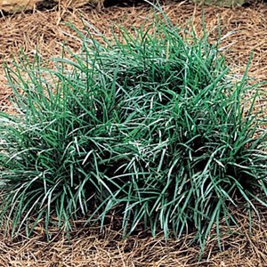 6 x muguet du japon  - ophiopogon japonicus 'minor'  - godet 9x9 cm