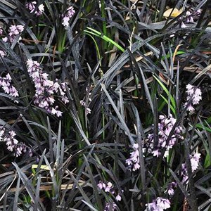 6 x barbe de serpent  - ophiopogon planiscapus 'niger'  - godet 9x9 cm