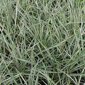 Barbe de serpent  - ophiopogon 'silver mist'  - godet 9x9 cm