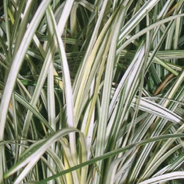 6 x barbe de serpent - ophiopogon 'silver mist' - godet 9x9 cm