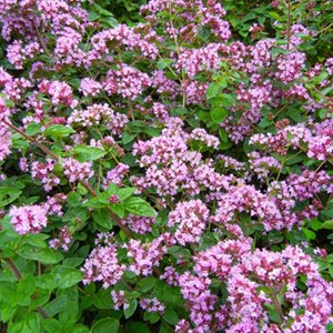 Origan  - origanum laevigatum 'herrenhausen'  - godet 9x9 cm
