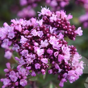 6 x origan  - origanum laevigatum 'herrenhausen'  - godet 9x9 cm