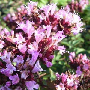 Origan  - origanum laevigatum 'rosenkuppel'  - godet 9x9 cm