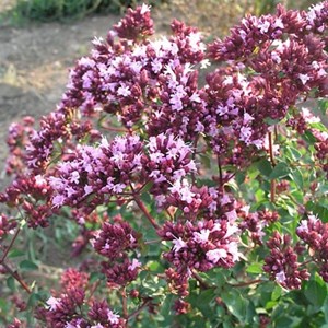 Origan  - origanum laevigatum 'rosenkuppel'  - godet 9x9 cm