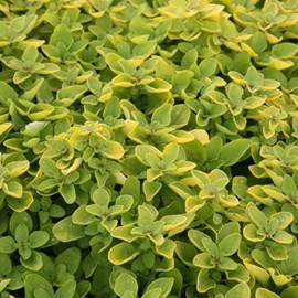 Origan  - origanum vulgare 'thumble's variety'  - godet 9x9 cm